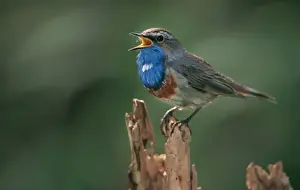 Johan De Meester Photography Drucke: Bluethroat - singing