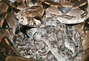 Boa-Constrictor - mit Neugeborenen Jungtieren