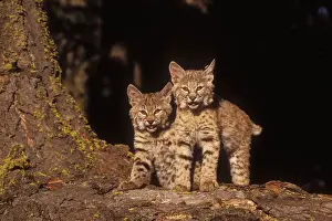 Rare Animal Prints For Sale Drucke: Bobcat Kittens
