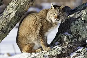 Roter Fuchs Minnesota Vereinigtes Staaten