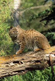 Roter Luchs/ Rotbrauner Katzenhund