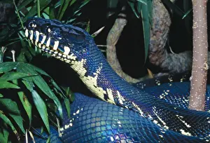 Drucke von Boelens Python KFO 1451 - Eine kürzlich entdeckte Art Neuguinea-Papua Boelen's-Python-Mehrlosia boeleni von Kenneth W Fink Beachten Sie Boelen-Python Drucke: Boelens Pyton - Eine kürzliche Entdeckung aus Papua Neuguinea