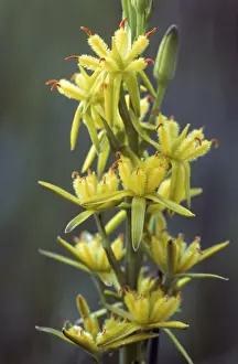 Bog Asphodel Drucke: Bog Asphodel