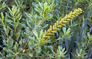 Yellow Flower Bloom Drucke: Bog Myrtle