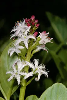 Buckbean Flower Drucke: Bogbean