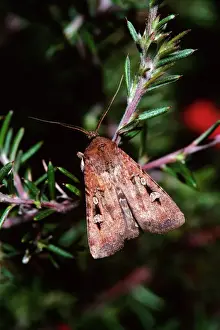 Drucke von Bogong-Moth (JPF-14136) ist ein Einzelstück auf einem Zweig, während der Frühlingsmigration Australien Agrotis infusa von Jean-Paul Ferrero Bilder Datiert 2009 Januar: Bogong-Moth - Solo auf einem Zweig während der Frühlingsmigration in Australien JPF03348