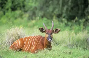 Unique Animal Prints For Sale Drucke: Bongo - lying down - Kenya JFL03087