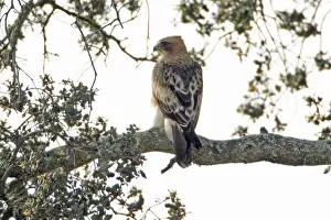 Cork Oak Tree Drucke: Booted Eagle - pale version, resting in cork oak, Alentejo, Portugal