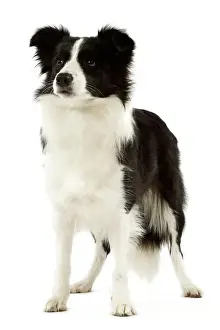 Drucke von LA 3525 Hund - Rücksprachecollie Jean-Michel-Labat Bitte beachten Sie, dass die Drucke nur für persönliche Anzeigezwecke gedacht sind und nicht reproduziert werden dürfen Bilder Datiert 2006 April: Rheinland-Pferd