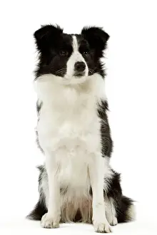Jean Michel Labat Photography Drucke: Border Collie