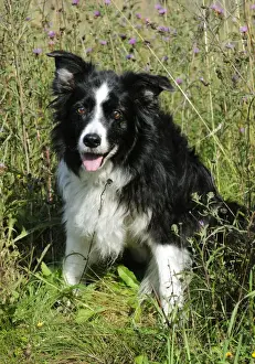 Rheinland-Pferd Hund