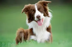 Johan De Meester Photography Drucke: Border Collie Dog
