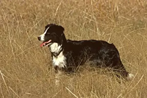 Farm Animal Prints Drucke: Border Collie - In dry grass