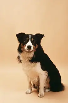 Border Collie Pictures Drucke: Border Collie Sheep