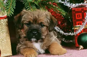 Rundterriermischlingshund - Welpen unter Weihnachtstreee