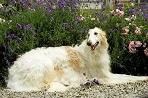 Large Dog Breeds Drucke: Borzoi / Russian Wolfhound