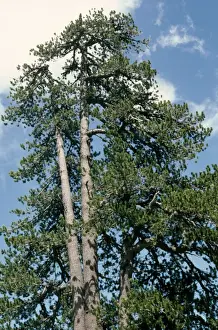 European Conifer Trees Drucke: Bosnian Pine Greece