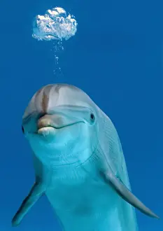 Bottlenose Dolphin Behavior Drucke: Bottlenose dolphin - blowing air bubble