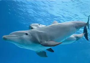 Augusto Leandro Stanzani Art Drucke: Bottlenose dolphin - and calf