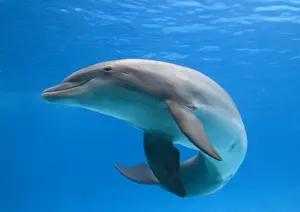 Bottlenose Dolphin Underwater Drucke: Bottlenose dolphin - dancing underwater