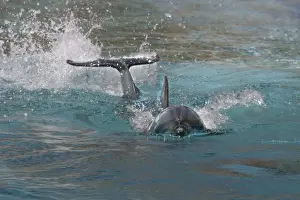 Bottlenose Dolphin Pictures Drucke: Bottlenose Dolphin. Dolphinarium, Port Elisabeth. South Africa