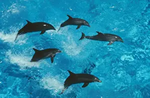 Bottlenose Dolphin Pictures Drucke: Bottlenose Dolphin Group jumping