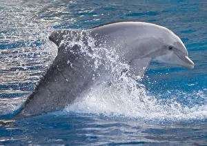 Tursiops Truncatus Drucke: Bottlenose dolphin - jumping out of the water