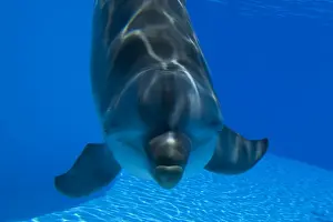 Underwater Marine Life Images Drucke: Bottlenose Dolphin - Malta