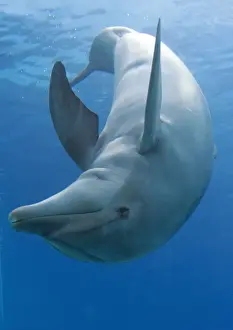 Bottlenose Dolphin Underwater Drucke: Bottlenose dolphin - playing underwater