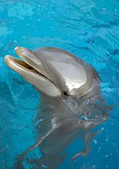 Bottlenose Dolphin Pictures Drucke: Bottlenose Dolphin - at surface