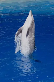 Bottlenose Dolphin Pictures Drucke: Bottlenose Dolphin - Tail dancing