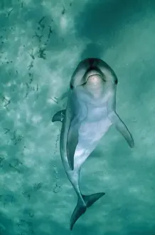 Marine Mammal Images Drucke: Bottlenose Dolphin - underside view with bubbles from blowhole