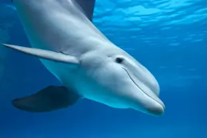 Drucke von STTA 100 Rottföchter-Delfin Unterwasserverbreitung: Weltweit außer Polarregionen Tursiops truncatus Augusto Leandro Stanzani Bitte beachten Sie Großer Tümmler Drucke: Delfinbärtiger Wal (Unter Wasser)