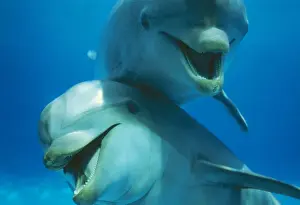 Tursiops Truncatus Drucke: Bottlenose Dolphin x 2