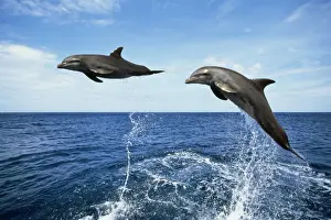 Bottlenose Dolphin Pictures Drucke: Bottlenose Dolphin - x2 leaping