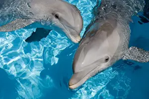 Marine Mammal Pictures Drucke: Bottlenose Dolphins - 2 together