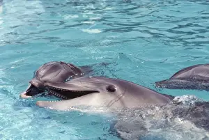 Marine Mammals Photography Drucke: Bottlenose Dolphins