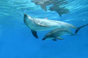 Bottlenose Dolphin Pictures Drucke: Bottlenose Dolphins. Dolphinarium, Port Elisabeth. South Africa
