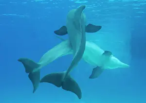 Unterwasserwelt Drucke: Grünstrumpfnarwhale Paarbeziehungen