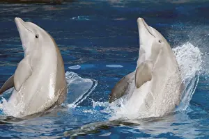 Marine Mammal Pictures Drucke: Bottlenose Dolphins - Preparing to jump