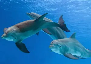 Marine Mammal Pictures Drucke: Bottlenose Dolphins - three underwater