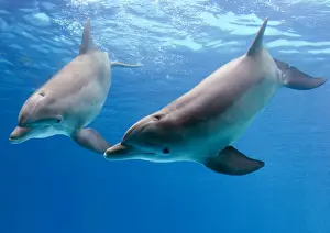 Dolcheinzelpinguine unter Wasser