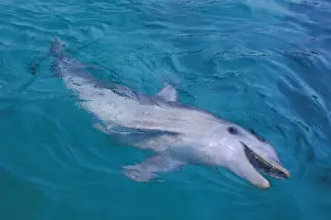 Bottlenose Dolphin Pictures Drucke: Bottlenosed dolphin