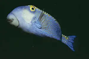 Indo Pacific Fish Species Drucke: Box Fish Indo Pacific
