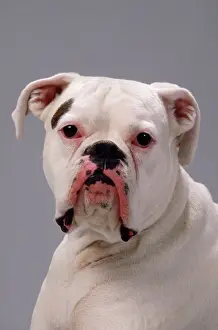 John Daniels Photography Drucke: Boxer Dog