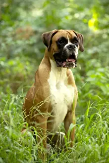 Boxer Dog