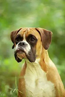 Boxer Drucke: Boxer Dog