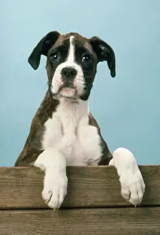 Boxfuhler Hund