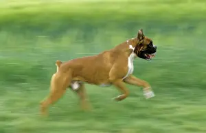 Boxer Drucke: Kampfdog läuft