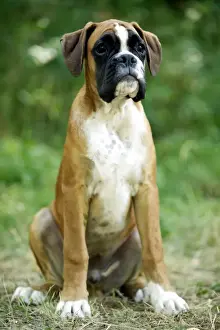 Kampfdog sitzt herunter